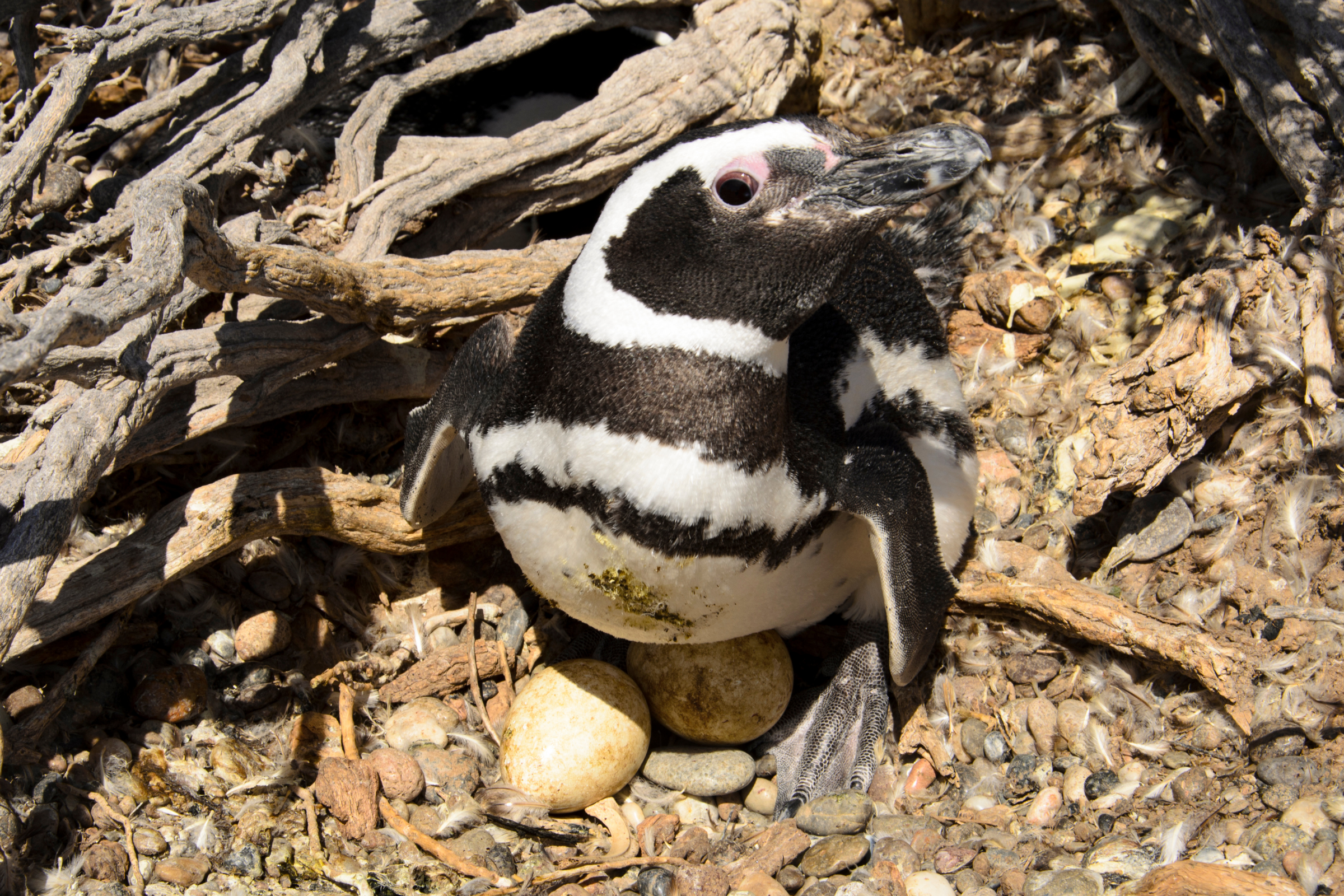 isla pinguino (2).webp